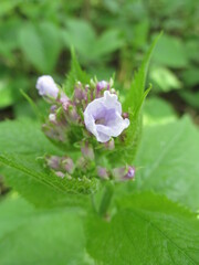 pink flower with water drops