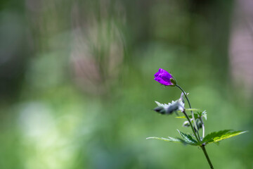 Woodland geranium (Geranium sylvaticum, wood cranesbill)