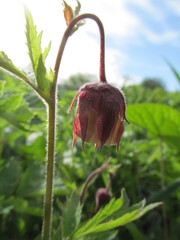 red and green onions