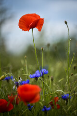 Obraz premium poppy flowers in the field