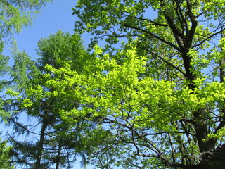 Fototapeta premium green leaves against blue sky
