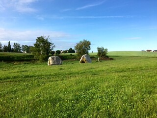 Two hay-drying racks with cut grass and draped with plastic as protection against soaking