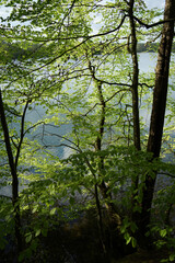  Alder trees at lake Krueselinsee     