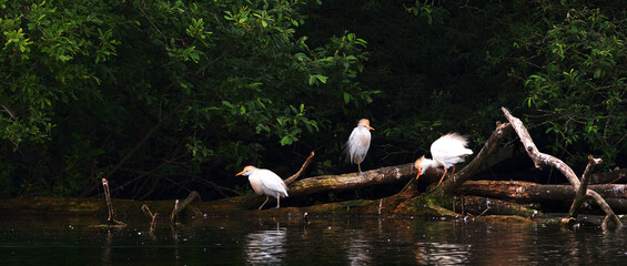 three cattle egrets perched on branch