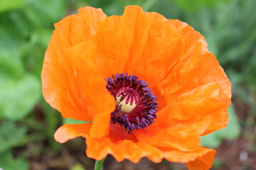 Closeup of bright orange poppy flower with ruffled petals and striking dark center