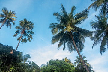 Palm Trees Against Clear Blue Sky