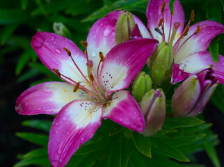 close up of lily in flower