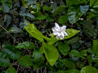 pink and white flowers