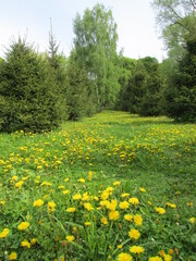 field of dandelions