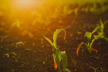 Closeup young sprout