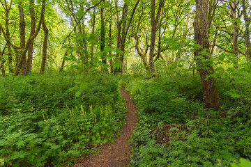 Fototapeta na wymiar Hiking trail through bright lush green forest setting in Vancouver Washington, Pacific Northwest United States