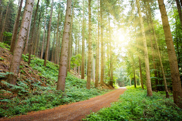 Sunshine in the summer forest with trees and path.
