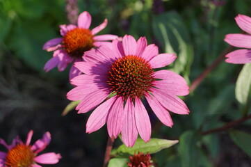 Echinacea pink flower