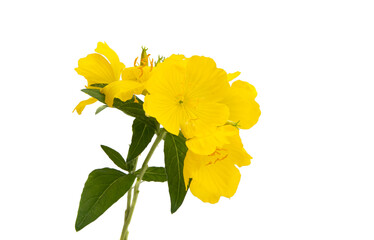 evening primrose flower isolated