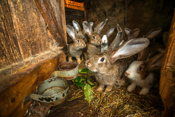 many gray and white hares in the barn. Pet.