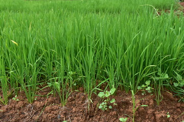 paddy field images