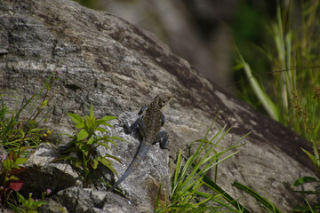 Kashmir rock agama (Laudakia tuberculata) close to Tal on the Annapurna circuit, Nepal.