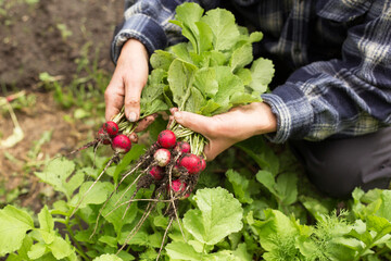 Farmer hands harvesting organic radish harvest in garden