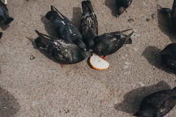 Several hungry pigeons on the street, on the asphalt, fight for a piece of bread and eat different kinds of food. Feeding the birds. Photography, concept.
