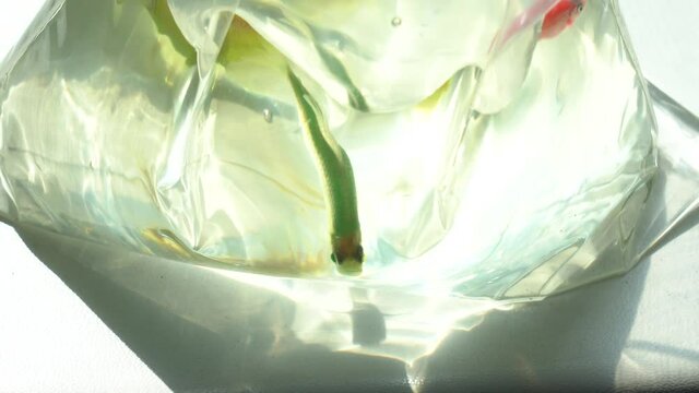 Closeup view 4k video footage of three scared bright colorful glofish in transparent package just bought in pet shop. Two green and yellow ternetzi fish and one pink danio.