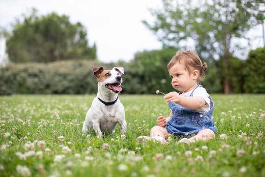 Ni&ntilde;a y un Jack Russell sentados en una pradera de c&eacute;sped mientras la ni&ntilde;a le ofrece una flor al perro	