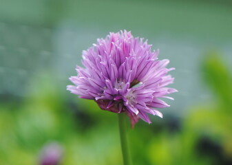 Obraz premium Close up of a light purple chives flowerhead (Allium schoenoprasum)