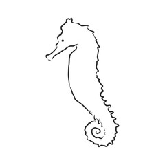 Vector illustration of a seahorse in the old-fashioned style and line-art style. seahorse, vector sketch illustration