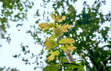 oak leaves with blur background