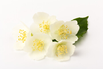 Blooming Jasmine flowers isolated on white background, close up