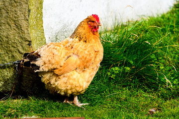 Faroe Island, Kingdom of Denmark