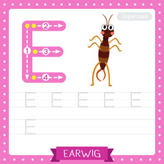 Letter E uppercase tracing practice worksheet. Earwig standing on two legs