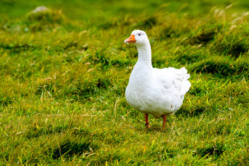 Faroe Island, Kingdom of Denmark