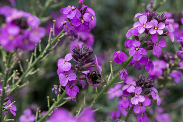 Erysimum Bowles's Mauve perennial wallflower in full purple