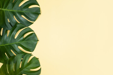 Fototapeta na wymiar Beautiful tropical palm monstera leaves branch isolated on pastel yellow background, top view, flat lay, overhead above summer beauty blank design concept.