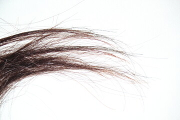 hair tuft on white background with copy space 