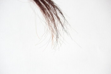 hair tuft on white background with copy space 