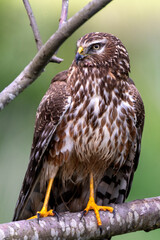 Wild Female Harrier Hawk on a perch 