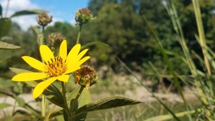 bee on yellow flower