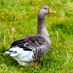 Faroe Island, Kingdom of Denmark