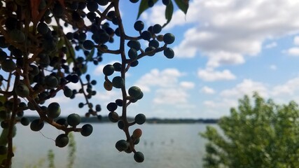 tree and sky