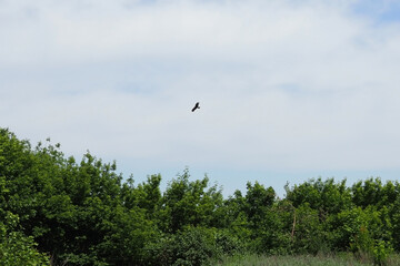 Bald eagle looking and flying straight toward the camera, against trees and a blue sky.