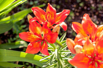 Fototapeta premium Orange Lily. Bright flowers in a flower bed in the evening sun.