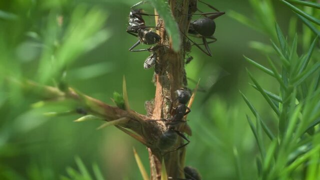 Ants and aphids on a cedar branch