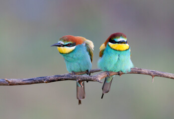 Solitary and pairs of bee-eater in breeding plumage are shot very close-up on branches in soft morning light and against a beautifully blurred background.
