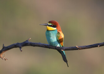 Solitary and pairs of bee-eater in breeding plumage are shot very close-up on branches in soft morning light and against a beautifully blurred background.