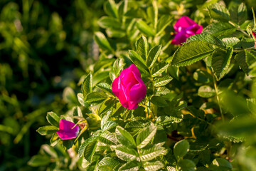 Shrub rose hips. Blooming rosehip. Green shrub with the bright colors of the wild rose. Beautiful summer background.