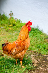 Faroe Island, Kingdom of Denmark