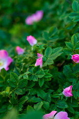 Shrub rose hips. Blooming rosehip. Green shrub with the bright colors of the wild rose. Beautiful summer background.