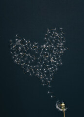 The heart from dandelion seeds and a dandelion in close up with seeds separating from the flower
