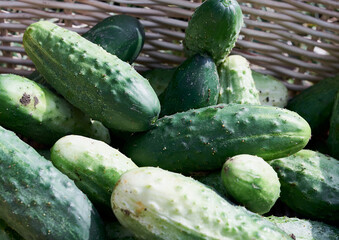 Blurred background with fresh cucumbers. Selective focus on cucumber. Close up.